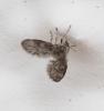 Pneumia sp.
